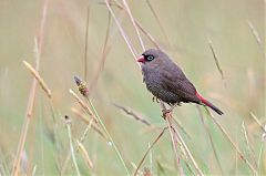 Beautiful Firetail